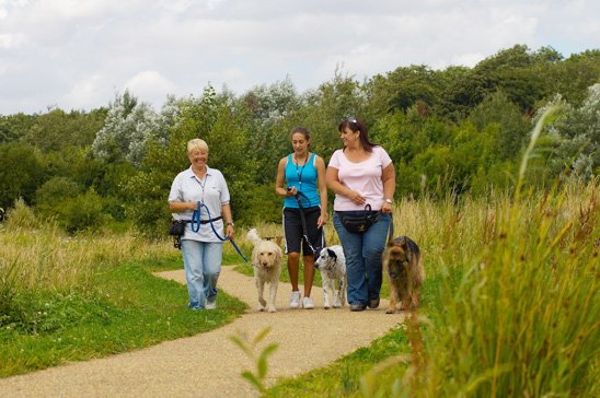 10 lugares para passear com o cachorro e fazer novos amigos!