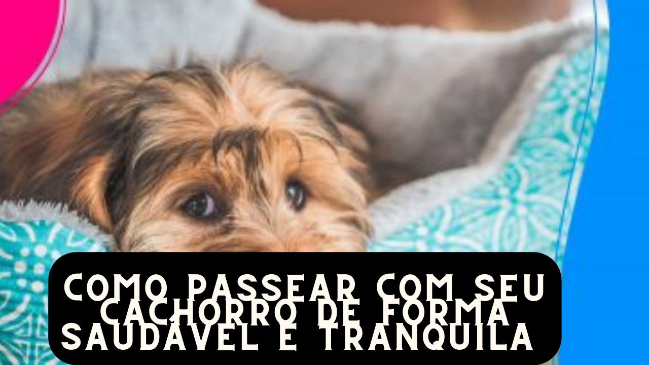 Como Passear com seu Cachorro de Forma Saudável e Tranquila