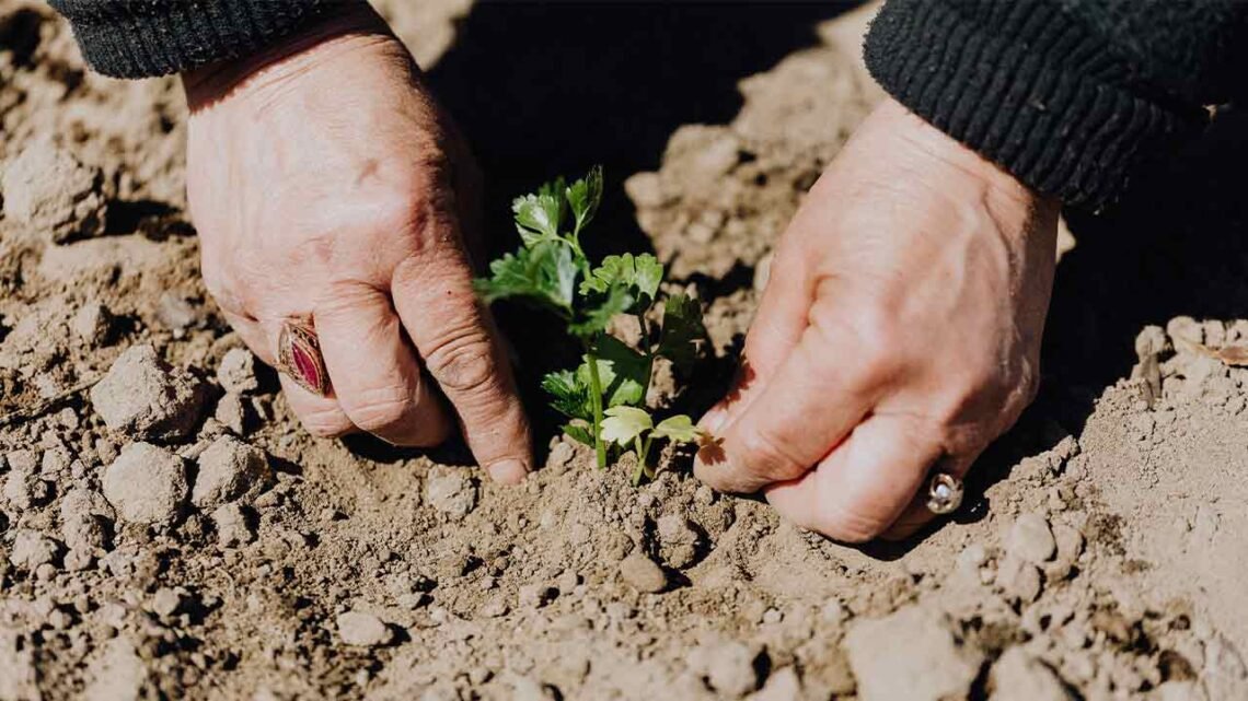 Melhores aplicativos para cuidar das plantas